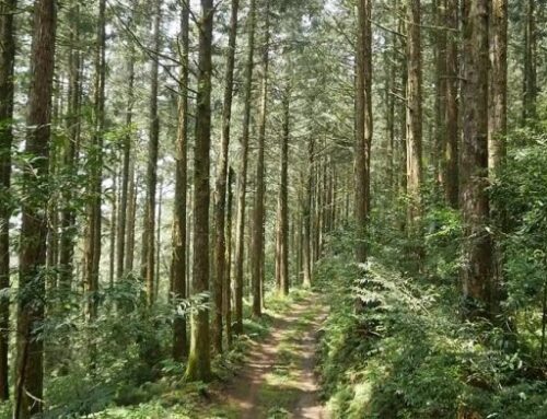 40年臺灣杉試驗林首度疏伐 林試所：撫育林木、提高木材自給率
